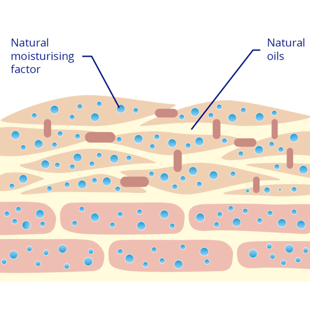 skin layers